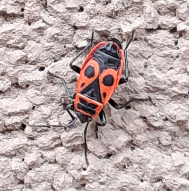 Pyrrhocoris apterus - verőköltő poloska