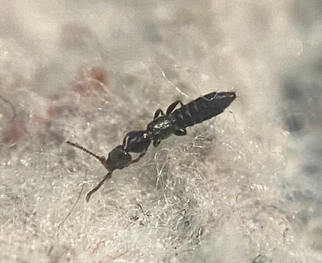 Scopaeus