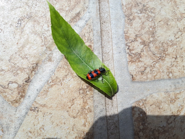 Trichodes apiarius - szalagos méhészbogár