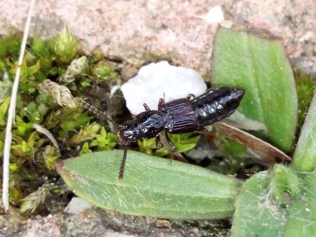 Coprophilus striatulus - közönséges peceholyva
