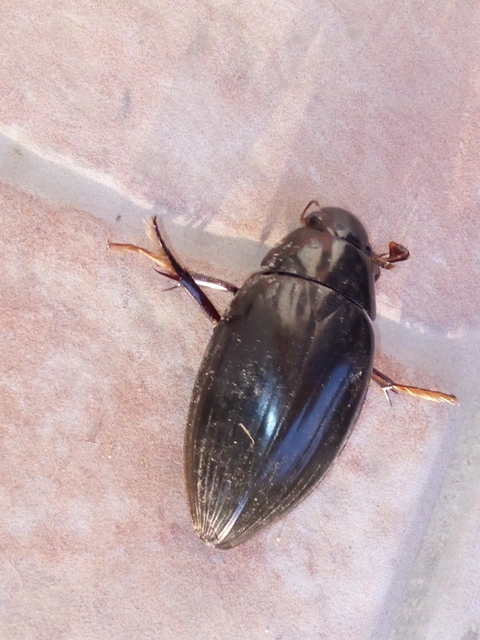 Hydrophilus
