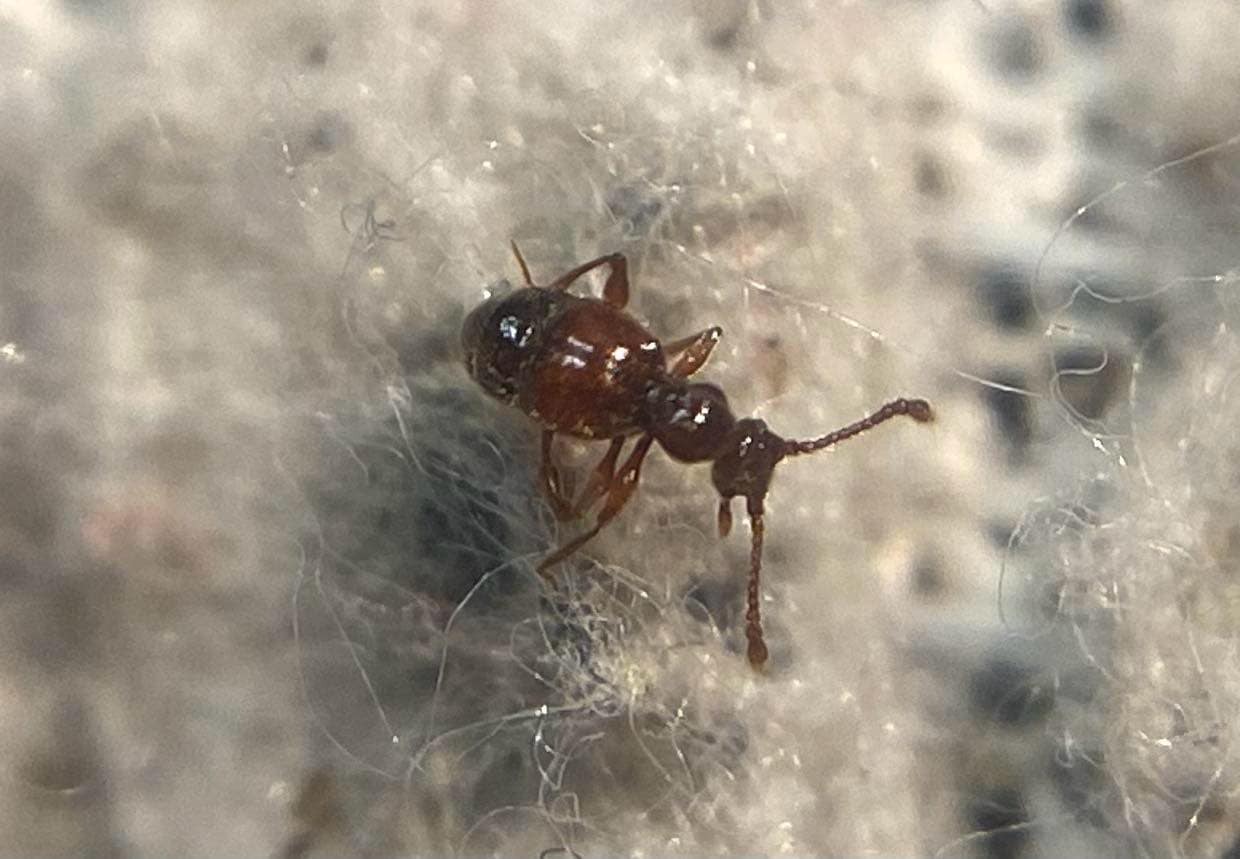 Batrisodes adnexus