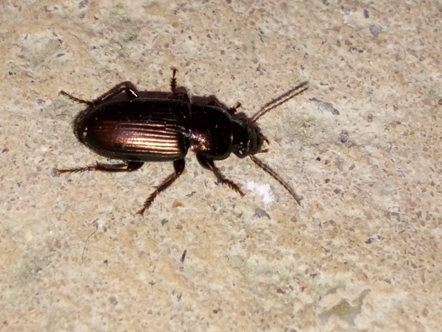 Harpalus distinguendus - mezei lomhafutó