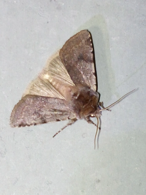 Cerastis rubricosa - vörhenyes tavaszibagoly