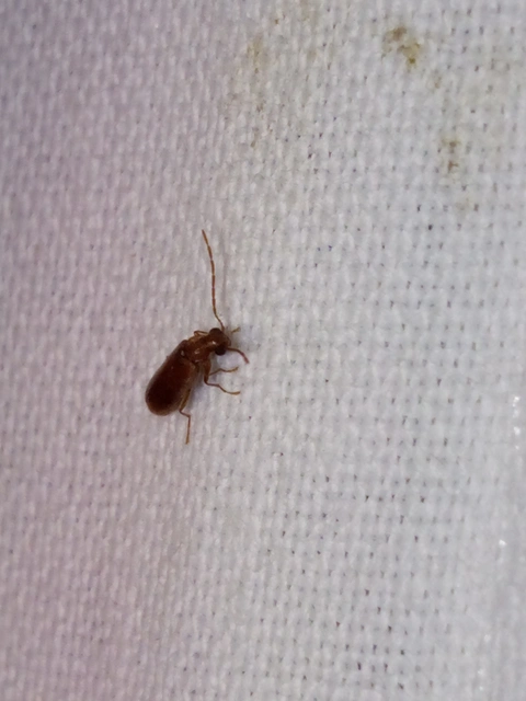 Ernobius mollis - közönséges tobozálszú