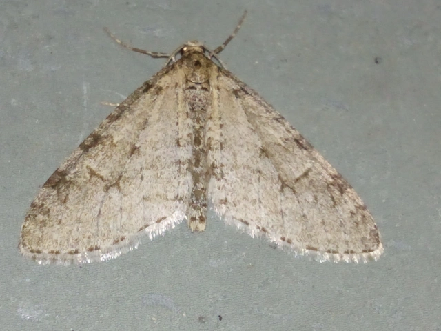 Trichopteryx carpinata - nyárfa-lebenyesaraszoló