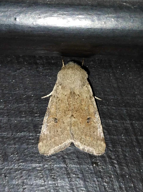 Orthosia cruda - kis barkabagoly