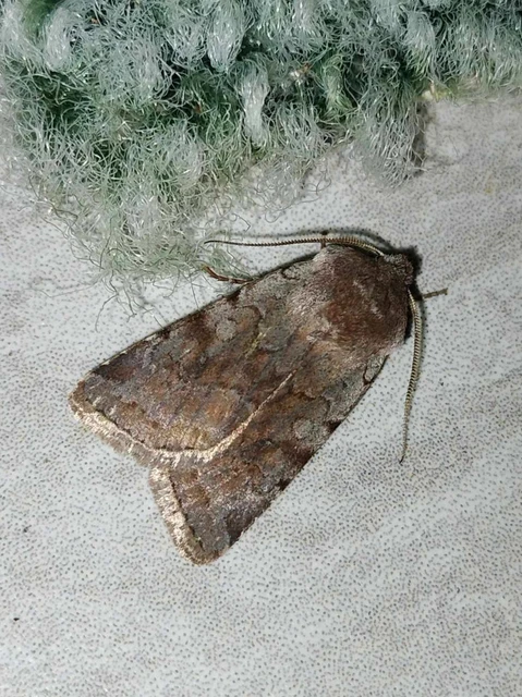 Cerastis rubricosa - vörhenyes tavaszibagoly