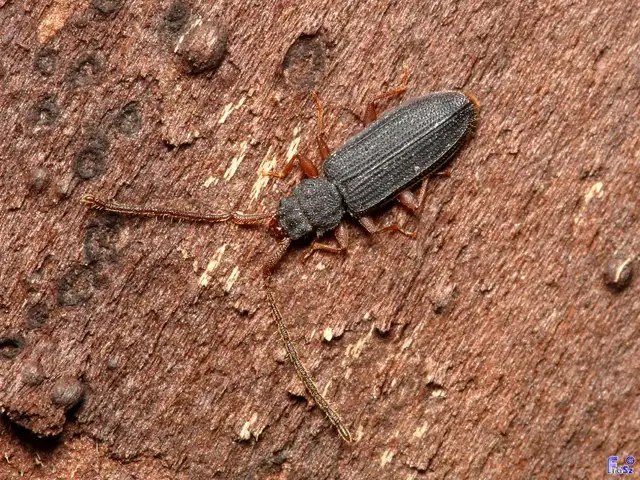 Uleiota planatus - hosszúcsápú fogasnyakú-lapbogár