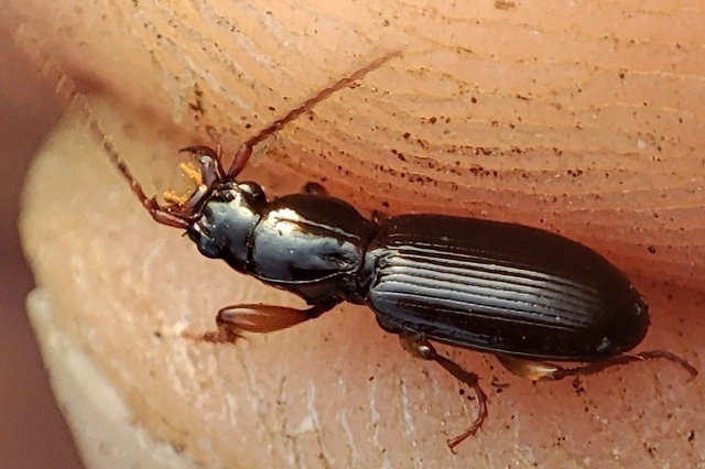 Stomis pumicatus - kaszásfutó
