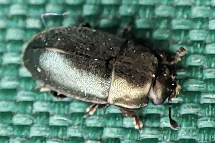 Brassicogethes aeneus - repce-fénybogár