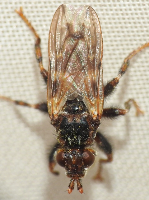 Myopa