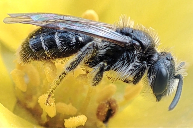 Andrena falsifica