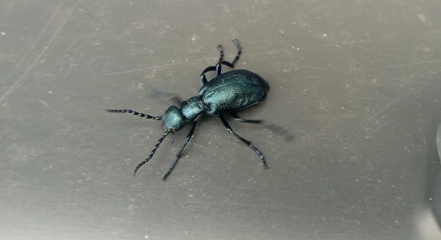 Meloe violaceus - kék nünüke