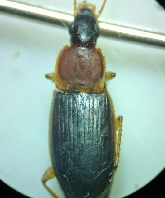 Calathus melanocephalus - vörösnyakú tarfutó
