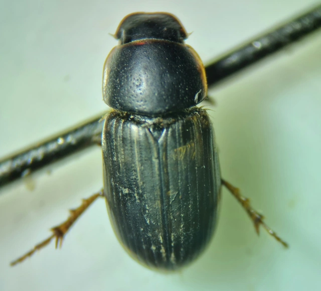 Aphodius prodromus - sárgalábú trágyabogár