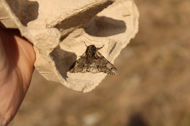 Biston strataria - barnapettyes araszoló