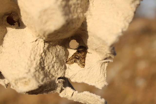 Apocheima hispidaria - borzas tavasziaraszoló