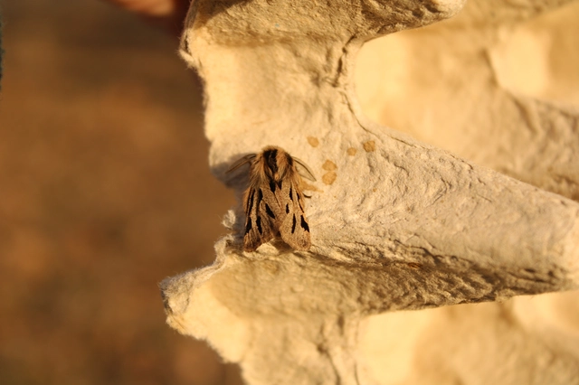 Ocnogyna parasita - csonkaszárnyú medvelepke
