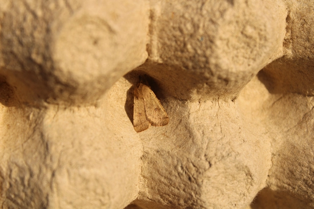 Orthosia cruda - kis barkabagoly