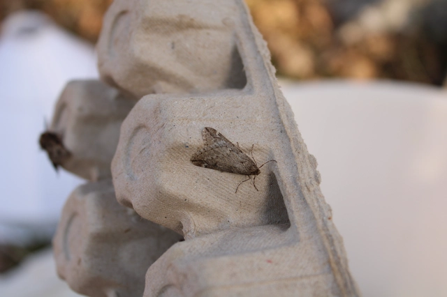 Alsophila aescularia - vadgesztenye-araszoló