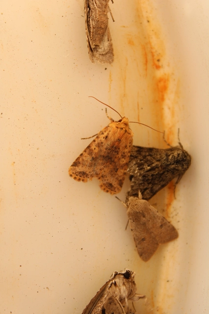 Conistra rubiginea - vörös őszibagoly