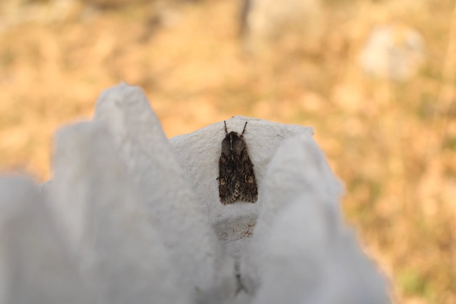 Brachionycha nubeculosa - zömök fésűsbagoly
