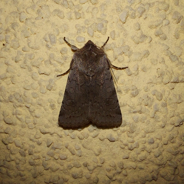 Cerastis rubricosa - vörhenyes tavaszibagoly
