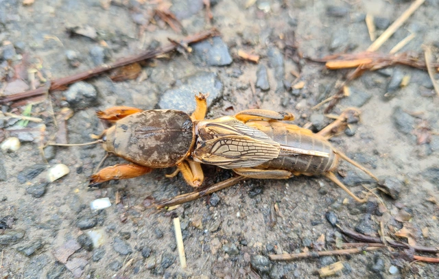 Gryllotalpa
