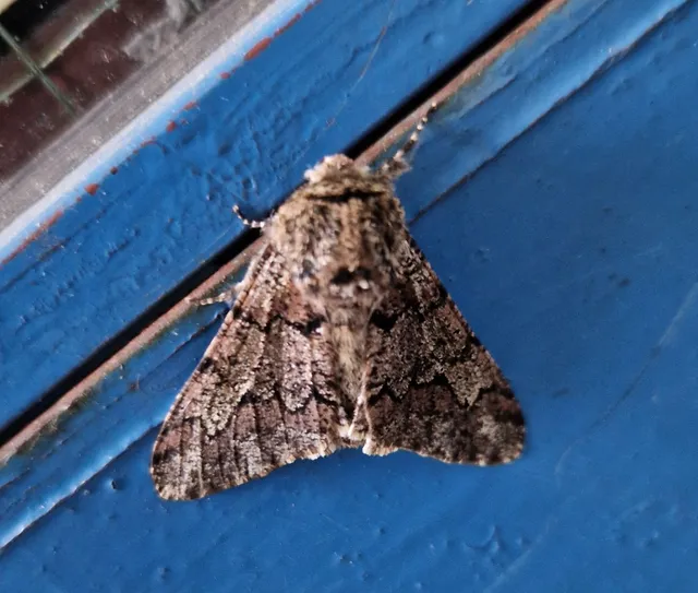Biston strataria - barnapettyes araszoló