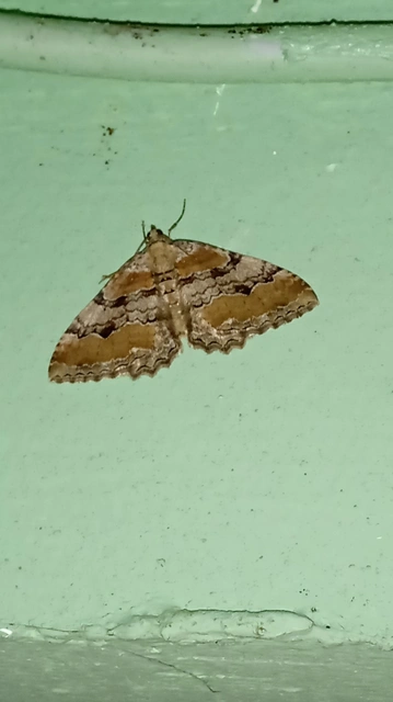 Hydria cervinalis - őzbarna araszoló