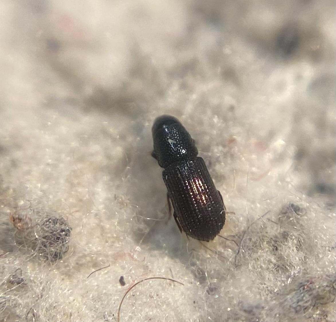 Stenoscelis submuricata - szemölcsös szúormányos
