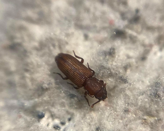 Pycnomerus terebrans - bordás héjbogár