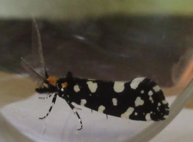 Euplocamus anthracinalis - fésűscsápú korhadékmoly