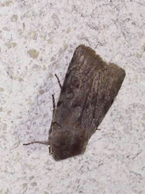Cerastis rubricosa - vörhenyes tavaszibagoly
