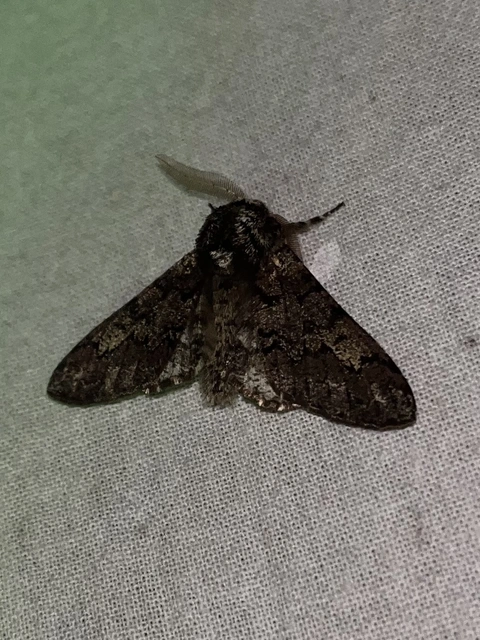Biston strataria - barnapettyes araszoló