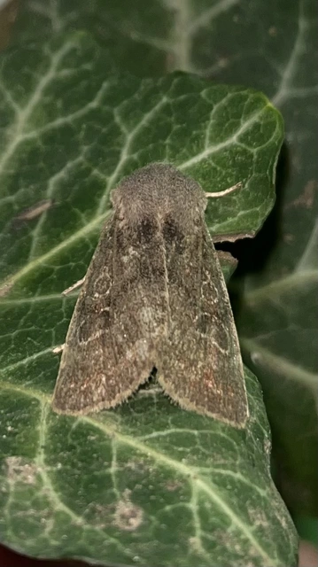 Orthosia populeti - nyárfa-barkabagoly
