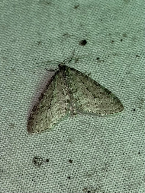 Trichopteryx carpinata - nyárfa-lebenyesaraszoló