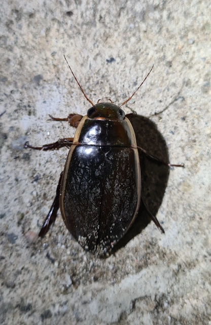 Dytiscus dimidiatus - tompacsípős csíkbogár