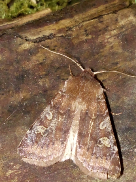 Cerastis leucographa - fehérjegyes tavaszibagoly