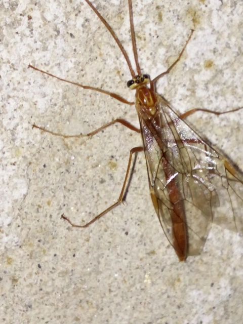 Ophion obscuratus