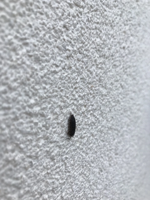 Isopoda - Ászkarákok