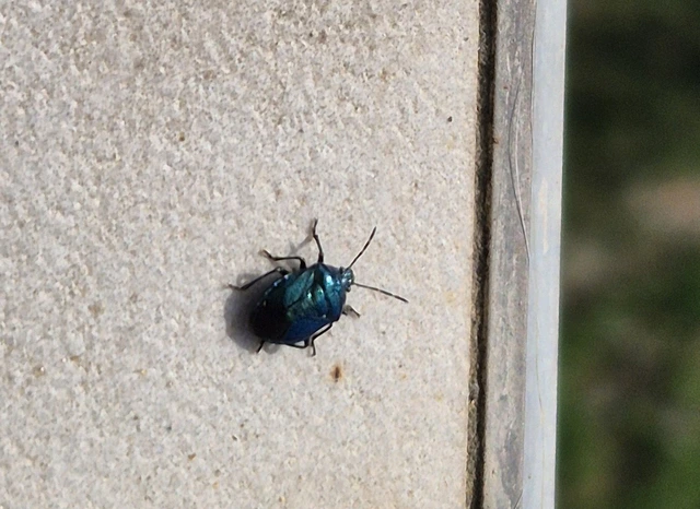 Zicrona caerulea - acélkék poloska Zicrona caerulea - acélkék poloska