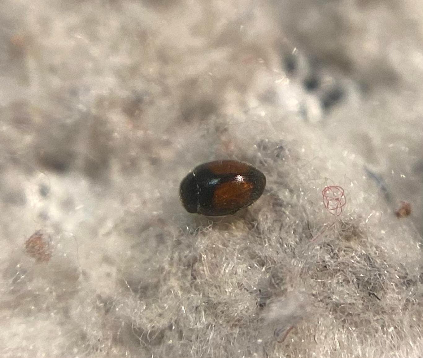 Scymnus suturalis - varratsávos bödice