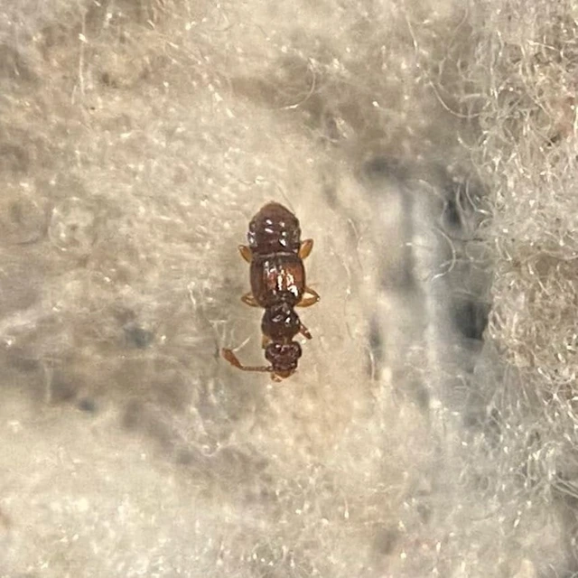 Euplectus nanus