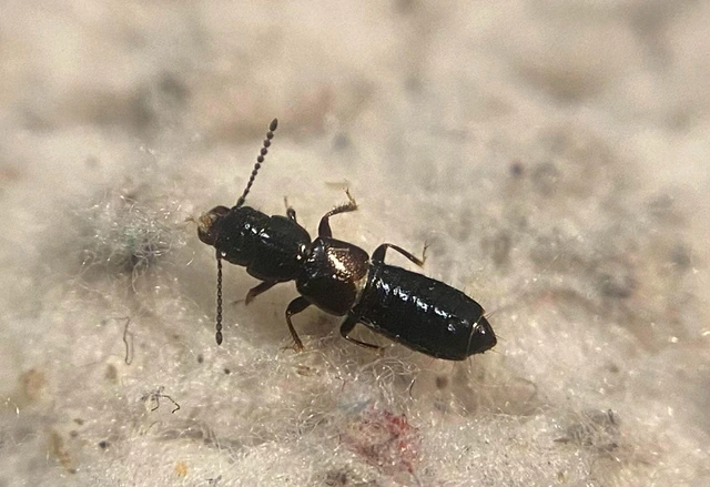 Platystethus spinosus - pusztai korhóholyva