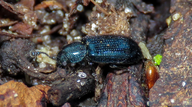 Necrobia violacea - kék hullabogár