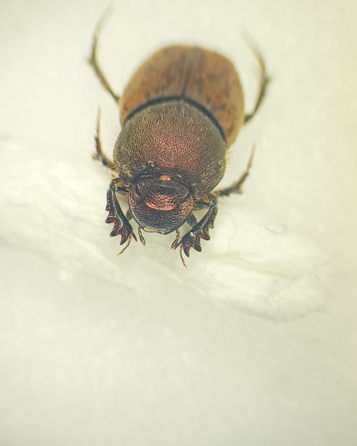 Onthophagus coenobita - rezes trágyatúró