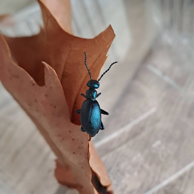 Meloe violaceus - kék nünüke