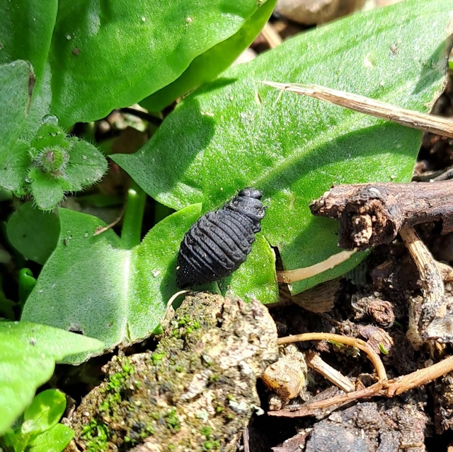 Chrysomelidae - levélbogárfélék